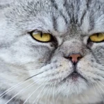 Um novo olhar sobre os Gatos