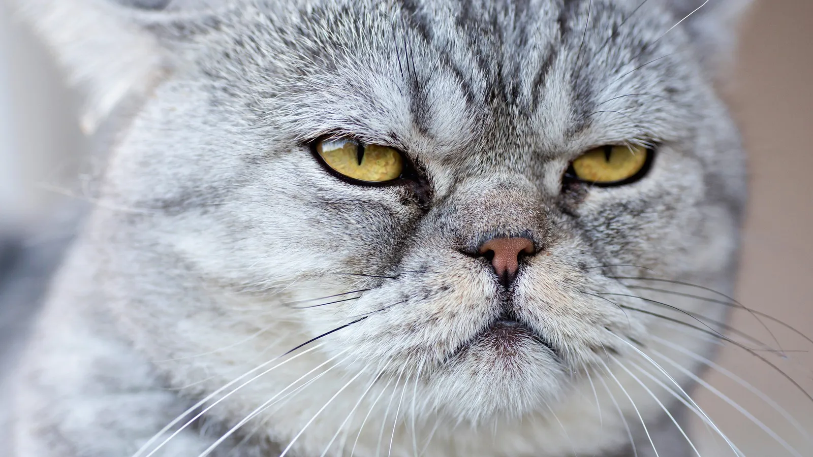Um novo olhar sobre os Gatos