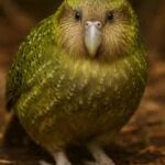 E o Kakapo voltou entre nós!