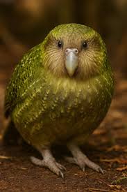 E o Kakapo voltou entre nós!