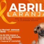 Abril laranja: Um convite ao cuidado animal