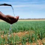 Irriga Alagoas garantindo a subsistência familiar