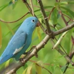 A riqueza rara e inexplorada do Tocantins