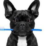 Como está a saúde bucal de seu Pet?