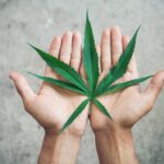 Cannabis medicinal ganha mais força