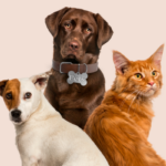 Quanto tempo viverá seu Pet?